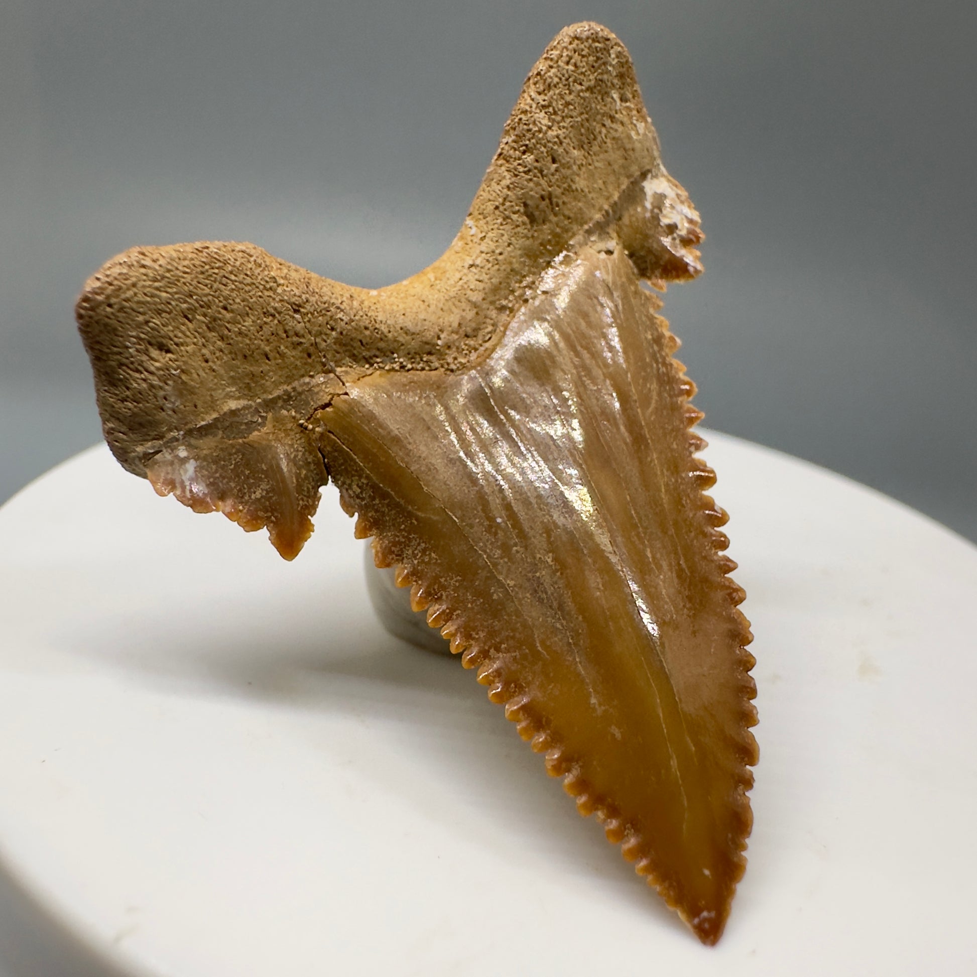 Rare quality 1.62" Fossil Palaeocarcharodon orientalis tooth - Morocco R576 - Back Left