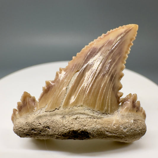 Rare quality 1.56" Fossil Palaeocarcharodon orientalis tooth - Morocco R588 - Front 