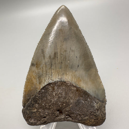 XL Maximum Size Fossil Great White Shark Tooth 3.05" - South Carolina GW1102 - Front