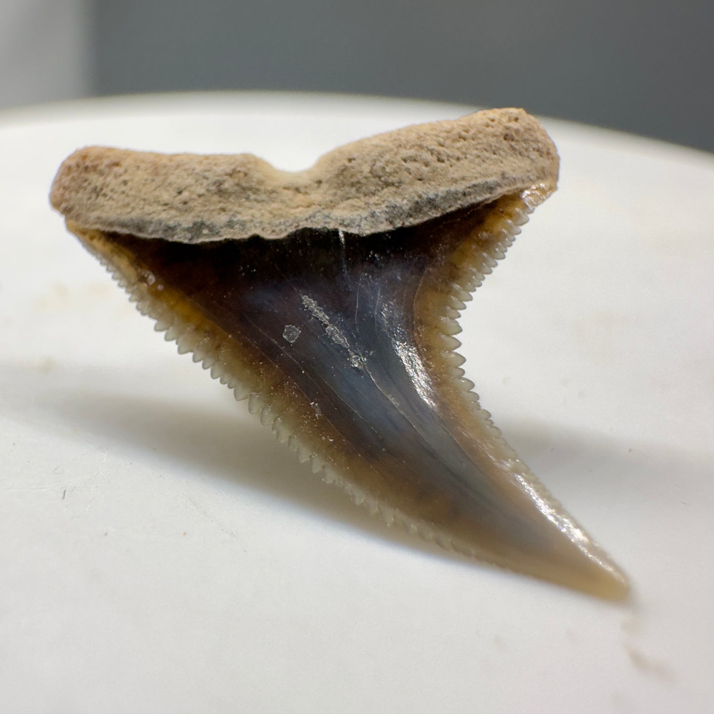 Colorful 0.71" Fossil Prionace glauca teeth from Sacaco, Peru R578 - Back Left