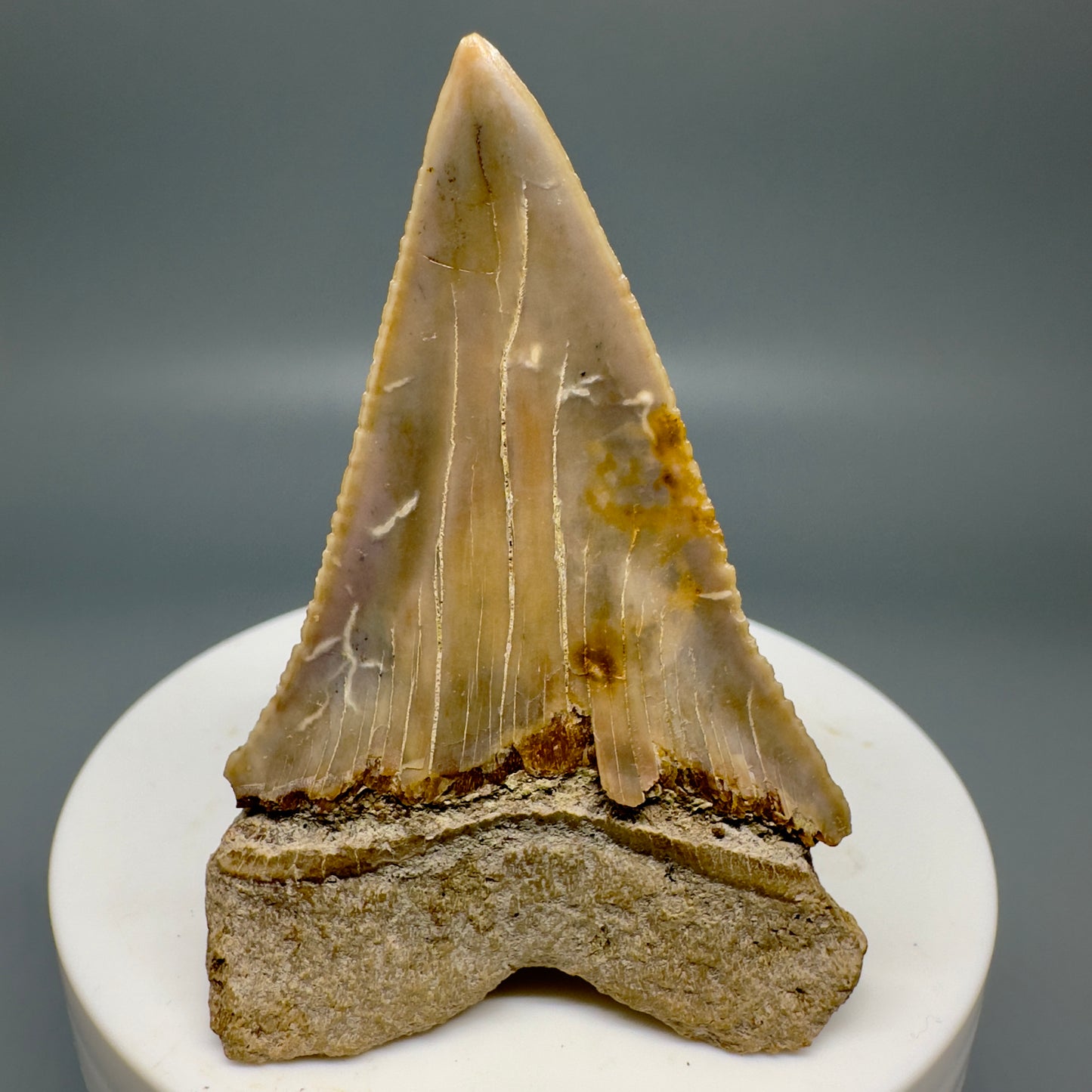 Amazing colors 2.34" Serrated Fossil Great White Tooth from Chile GW1160 - Back 