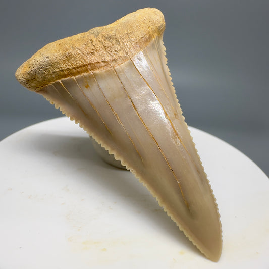 Rare, lower 2.19" Serrated Fossil Great White Tooth from Chile GW1159 - Front Left