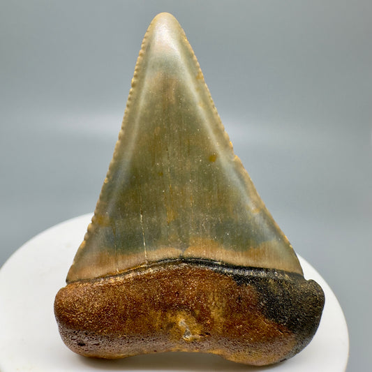 Colorful Fossil Great White Tooth 2.29" Colorful - from North Carolina GW1157 - Front