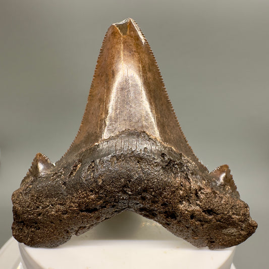 Red/Brown, serrated 2.58" Serrated Fossil Carcharocles angustidens Shark Tooth from South Carolina AN416 - Front