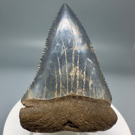 Sharply Serrated, colorful Fossil Great White Tooth 2.39" - from North Carolina GW1158 - Front