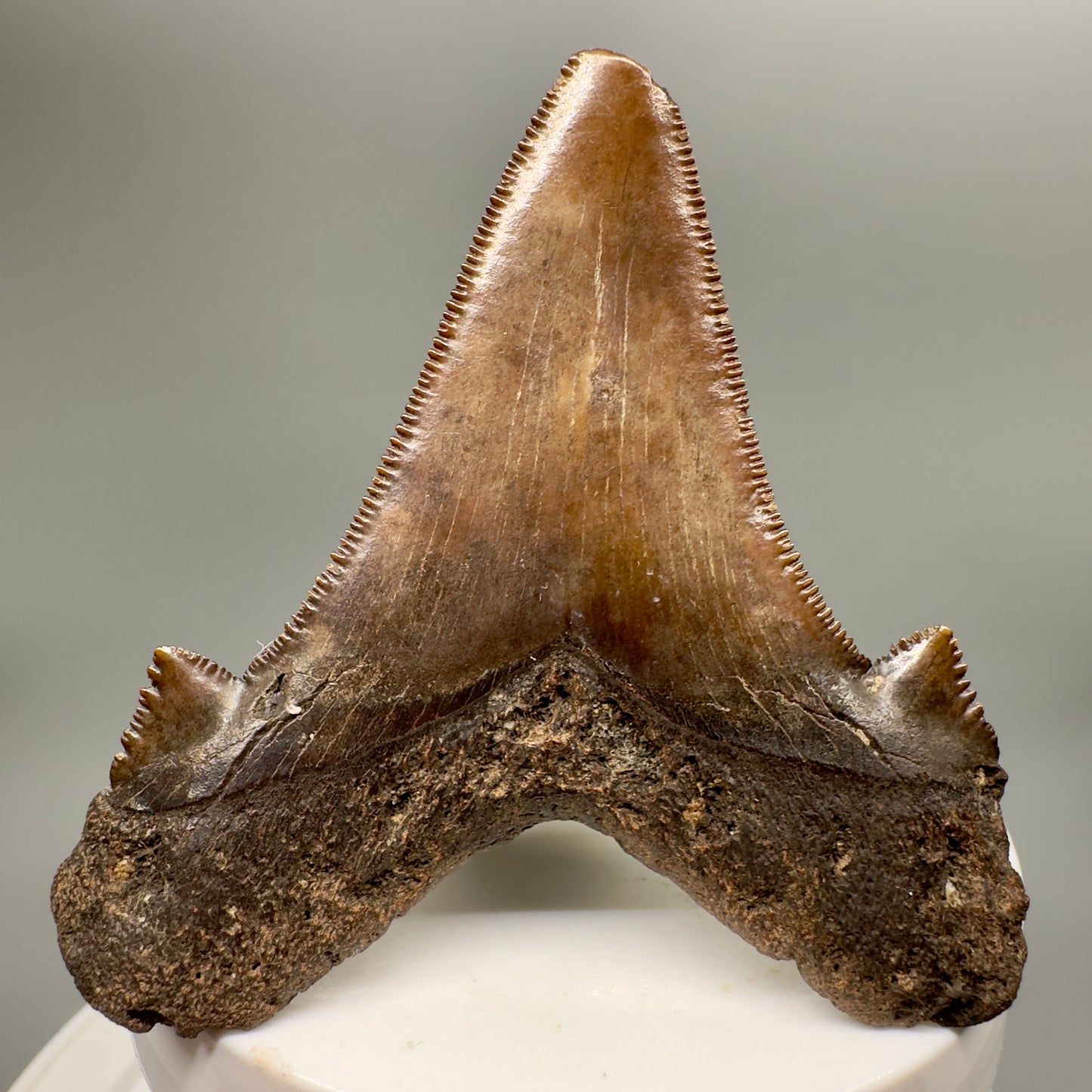 Red/Brown, serrated 2.58" Serrated Fossil Carcharocles angustidens Shark Tooth from South Carolina AN416 - Back