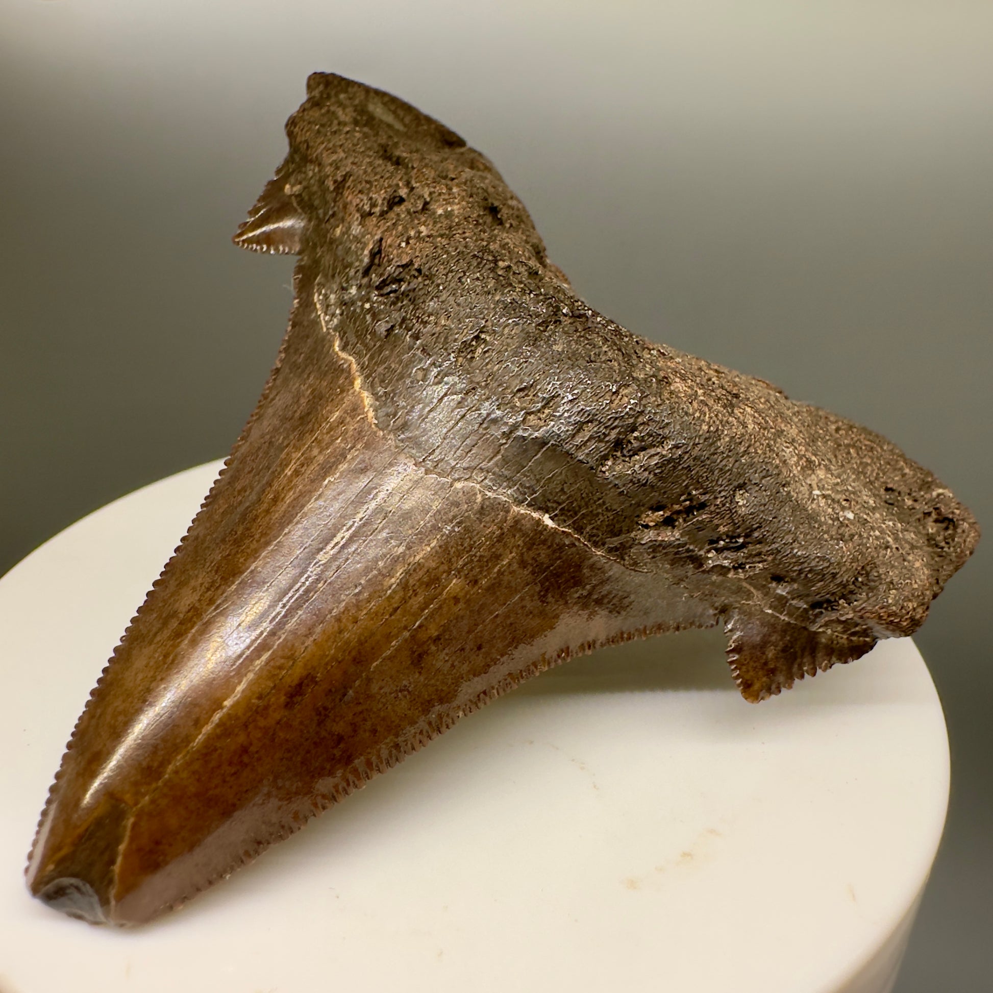 Red/Brown, serrated 2.58" Serrated Fossil Carcharocles angustidens Shark Tooth from South Carolina AN416 - Front right