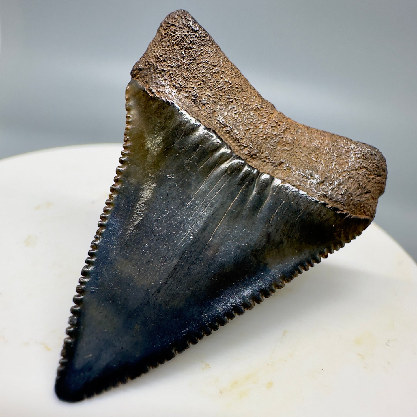 Beautiful, serrated 1.58" Fossil Great White Tooth - South Carolina River GW1153 - Back Right