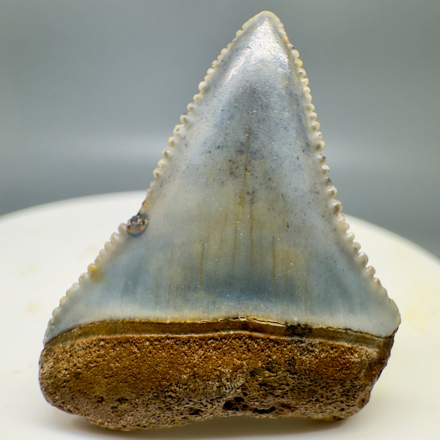 Sharply Serrated, colorful Fossil Great White Tooth 1.24" - North Carolina GW1156 - Front