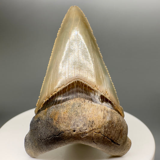 Colorful 2.22" serrated Fossil Carcharocles angustidens Shark Tooth from Summerville, South Carolina AN415 - Front
