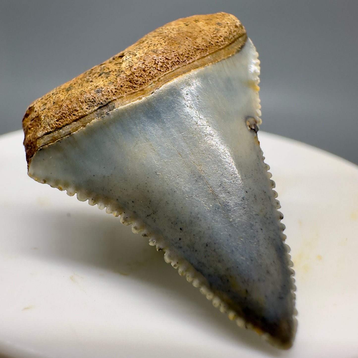 Sharply Serrated, colorful Fossil Great White Tooth 1.24" - North Carolina GW1156 - Front Left