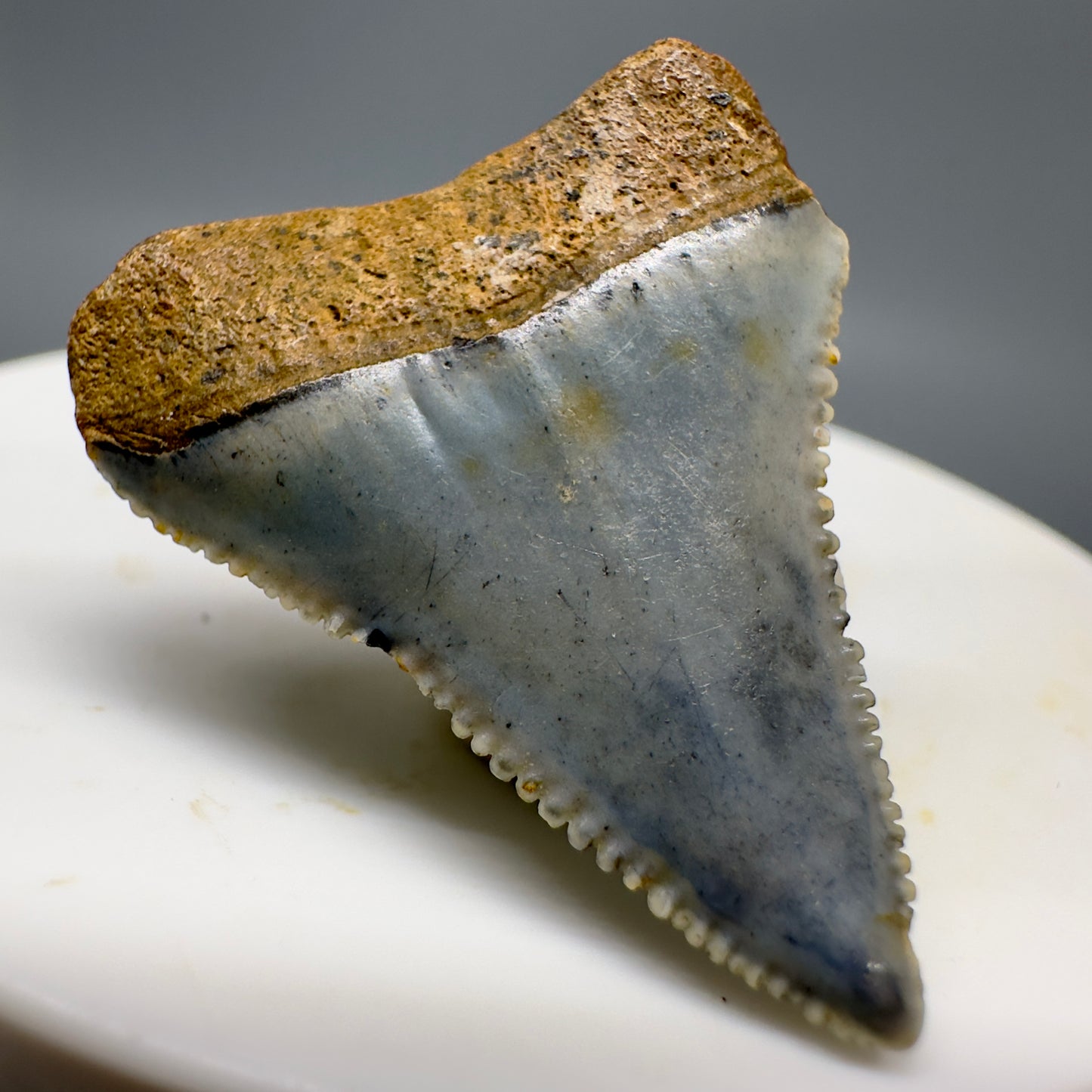 Sharply Serrated, colorful Fossil Great White Tooth 1.24" - North Carolina GW1156 - Back Left