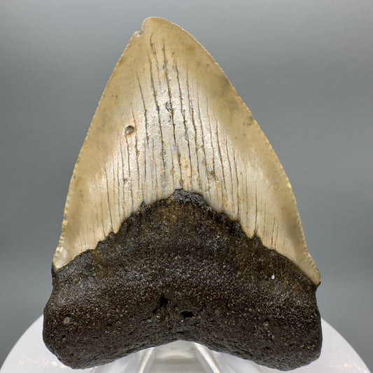 Colorful, heart-shaped 2.53" Fossil Megalodon Tooth from North Carolina Diving Discovery CM4720 - Front