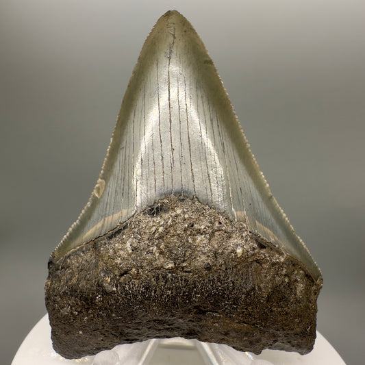 Sharply serrated, colorful 2.81" Authentic Fossil Megalodon Tooth from North Carolina CM4724 - Front