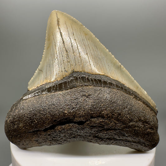 Colorful 2.77" Fossil Megalodon Tooth from North Carolina Diving Discovery CM4721 - Front