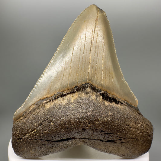 Colorful 2.91" Fossil Megalodon Tooth from North Carolina Diving Discovery CM4723 - Front