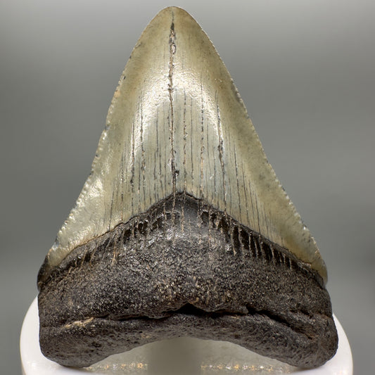 Colorful 2.86" Authentic Fossil Megalodon Tooth from South Carolina CM4719 - Front