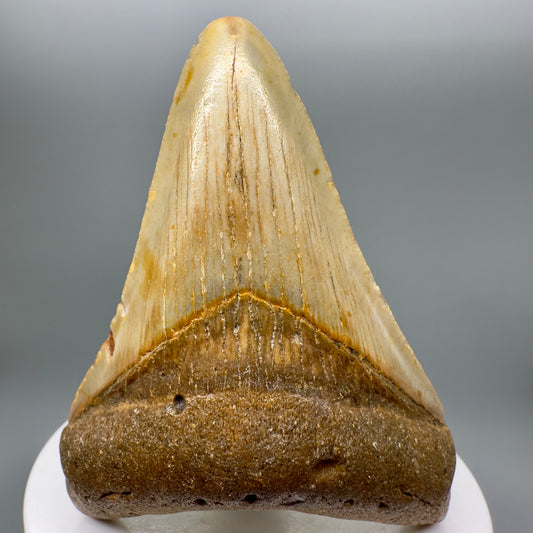 Colorful 2.90" Fossil Megalodon Tooth from North Carolina Diving Discovery CM4722 - Front