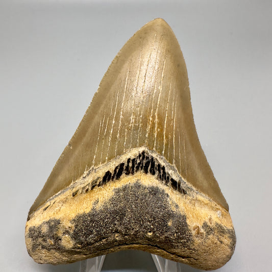 Colorful, serrated 3.61" Fossil Megalodon Tooth -  North Carolina CM4881 - Front