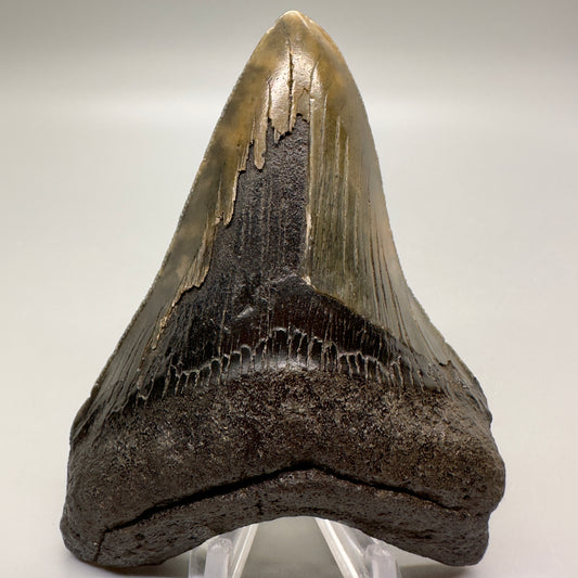 Colorful, sharply serrated 4.08" Fossil Megalodon Tooth: Scuba Diving Discovery - South Carolina