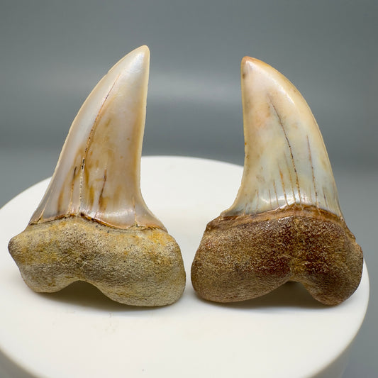 2 Colorful Fossil Ext. Hooked-Tooth Mako - Isurus planus Tooth - Bakersfield, CA M572 - Front