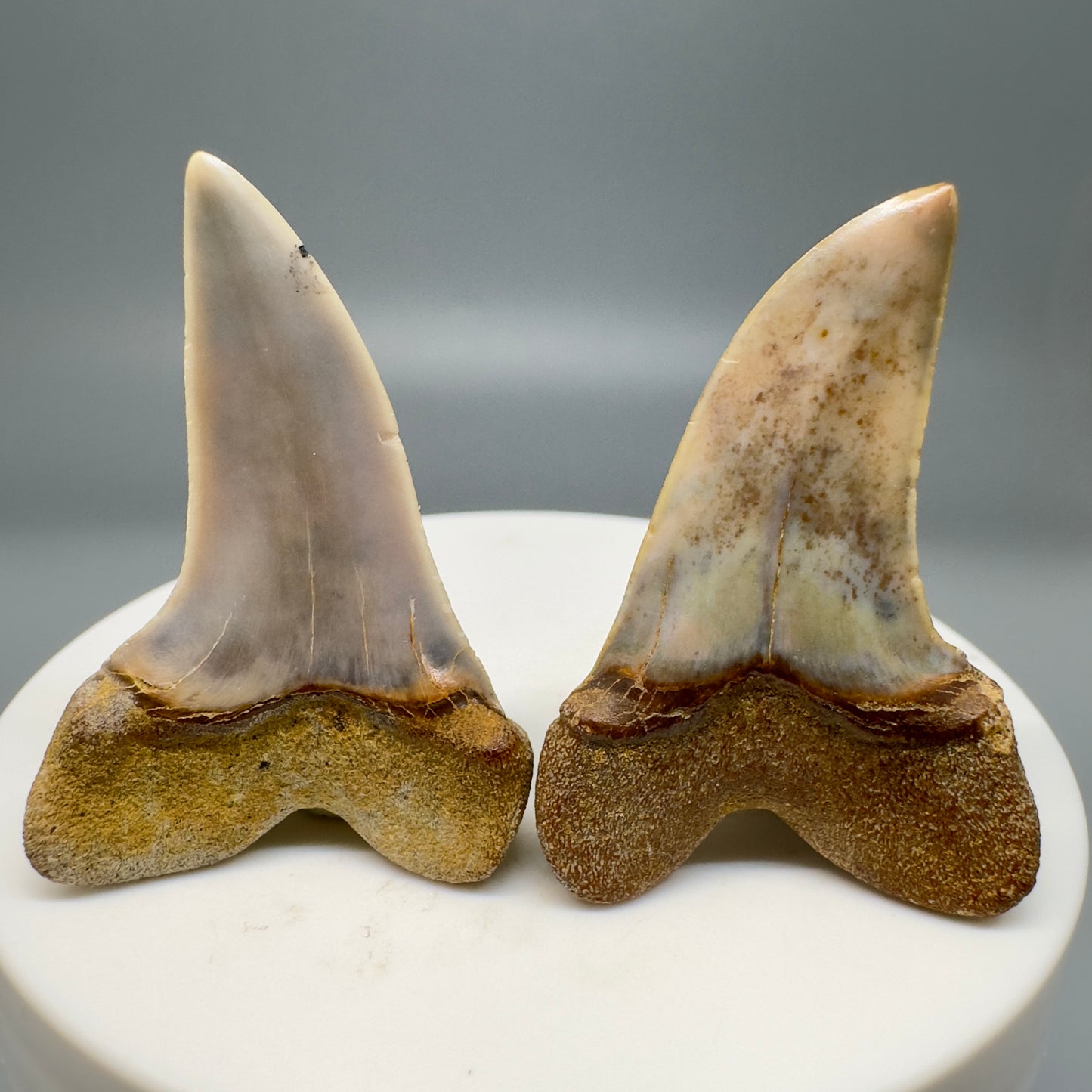 2 Colorful Fossil Ext. Hooked-Tooth Mako - Isurus planus Tooth - Bakersfield, CA M572 - Back