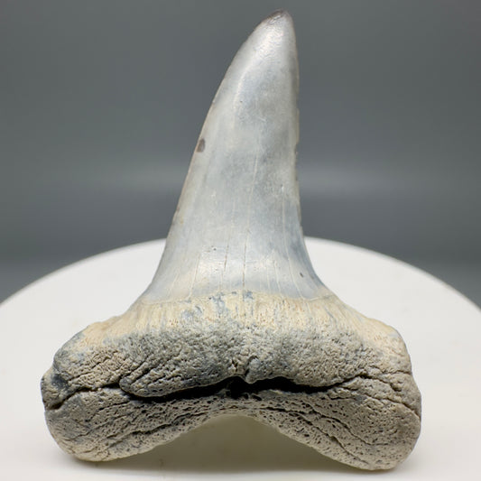 Colorful 1.75" Fossil Shortfin Mako - Isurus desori Tooth - Summerville, SC M576 - Front