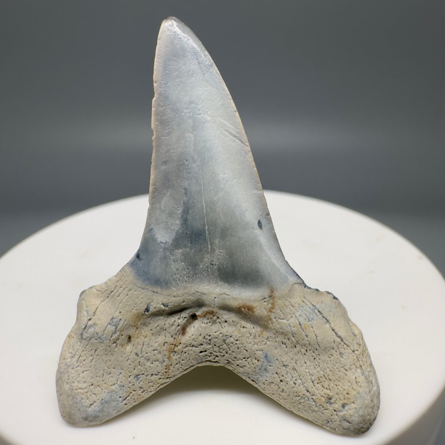 Colorful 1.75" Fossil Shortfin Mako - Isurus desori Tooth - Summerville, SC M576 - Back