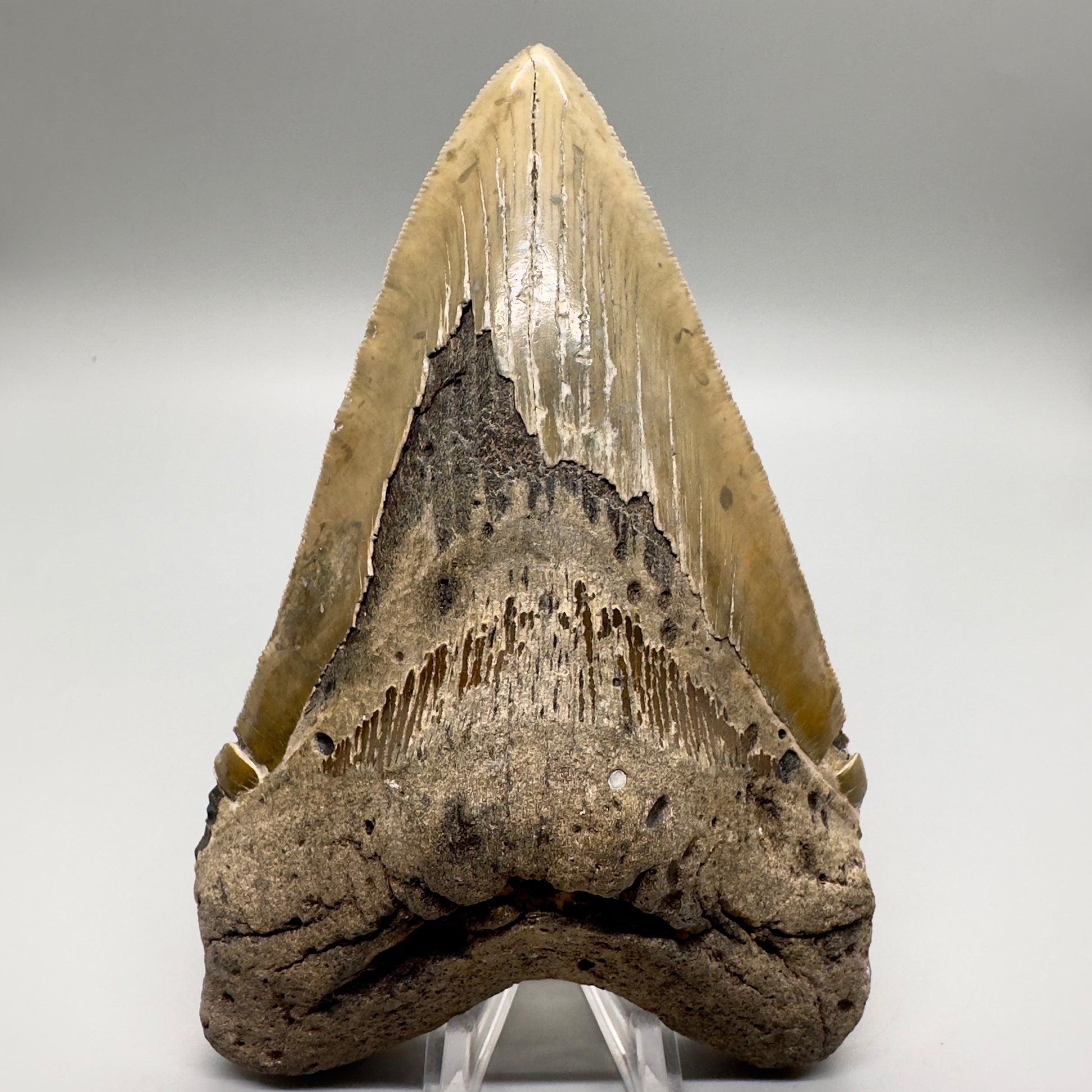 XL Decently Serrated beauty 5.93" Fossil Megalodon Tooth - North Carolina CM4751 - Front