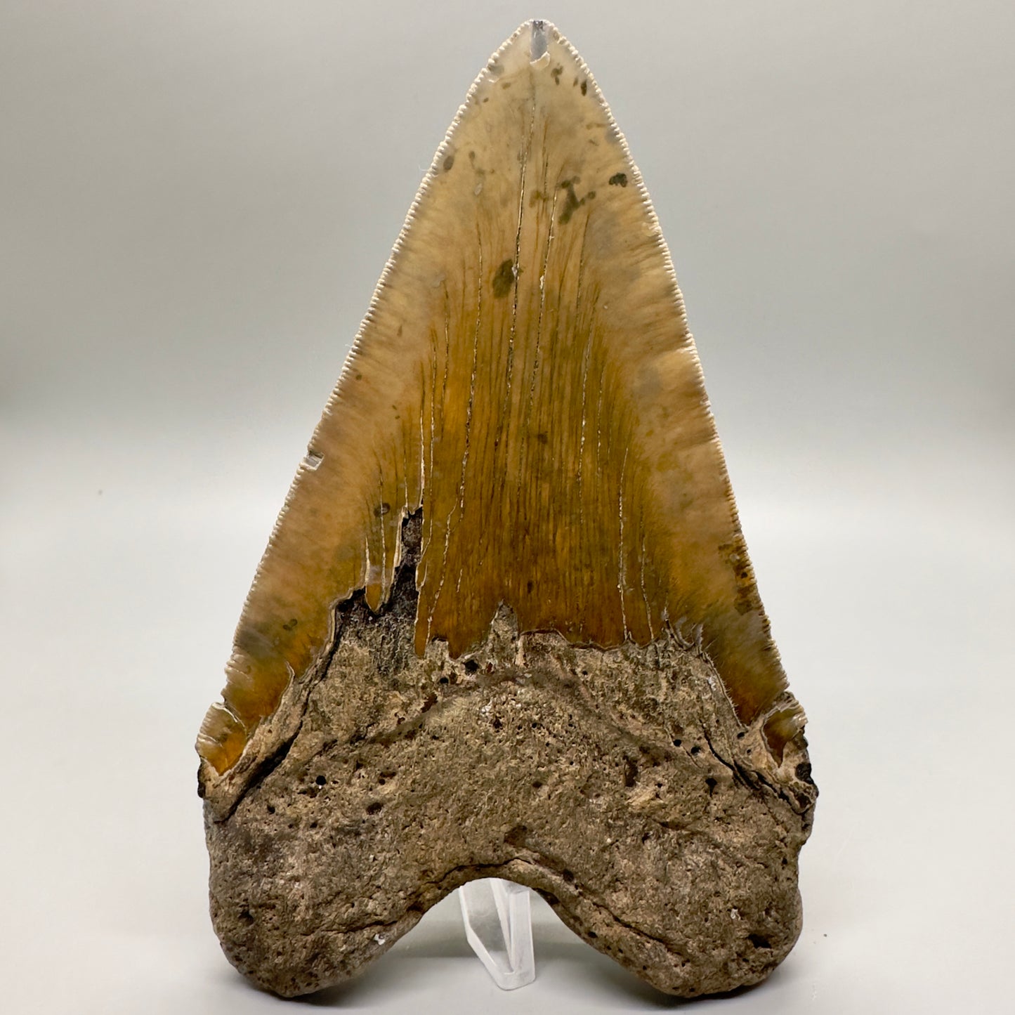 XL Decently Serrated beauty 5.93" Fossil Megalodon Tooth - North Carolina CM4751 - Back