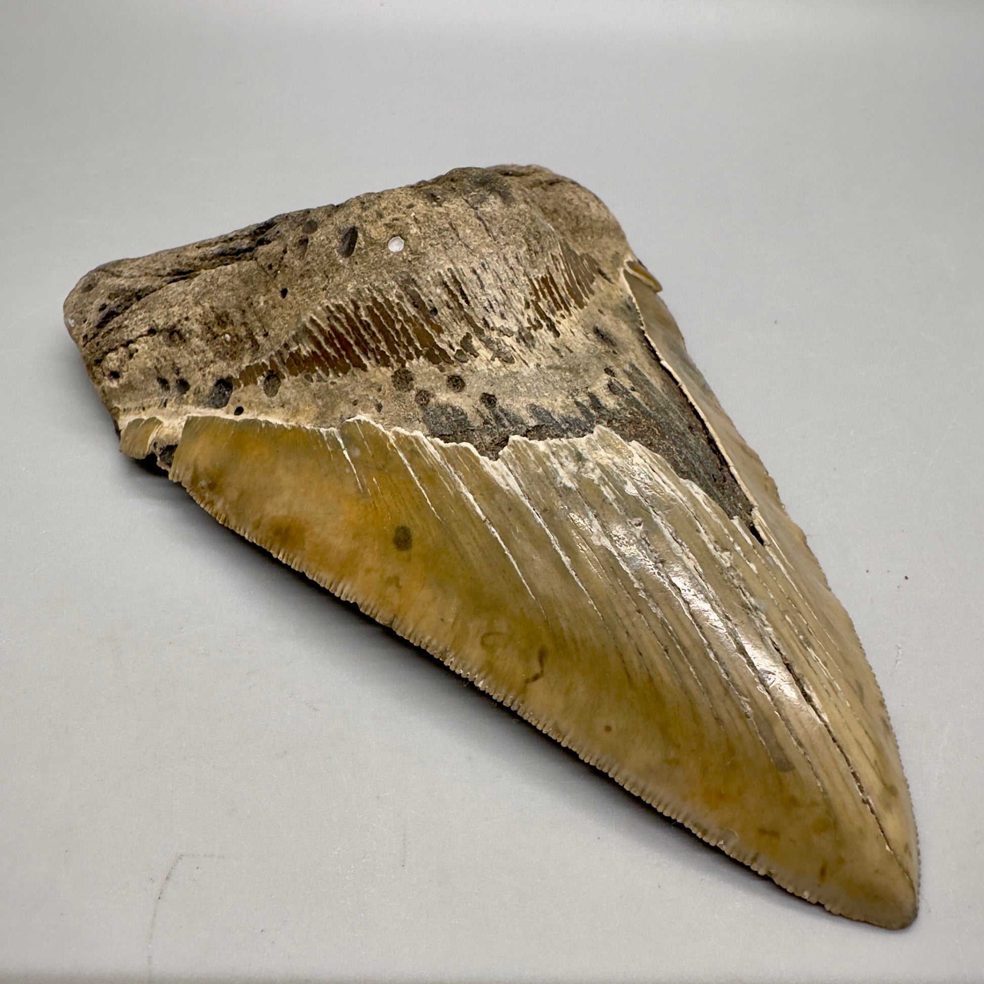 XL Decently Serrated beauty 5.93" Fossil Megalodon Tooth - North Carolina CM4751 - Front left