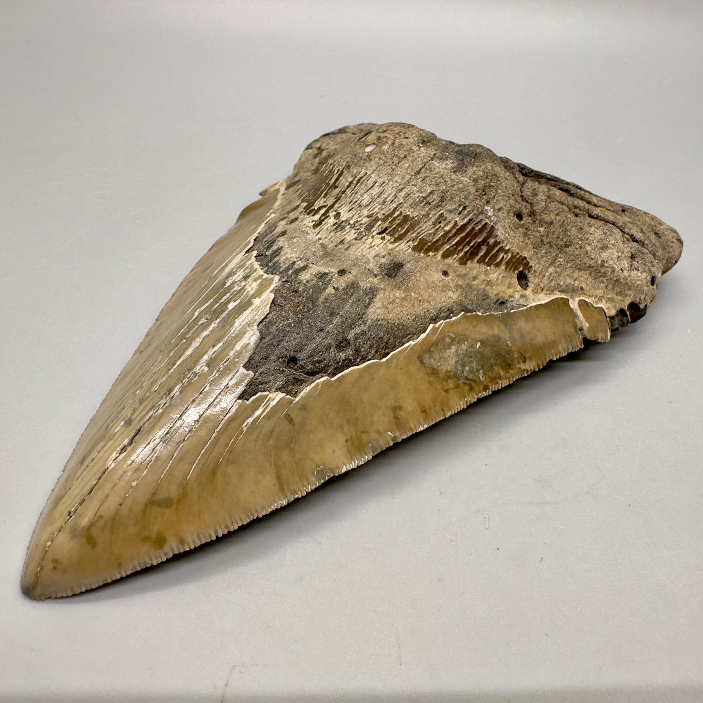 XL Decently Serrated beauty 5.93" Fossil Megalodon Tooth - North Carolina CM4751 - Front right