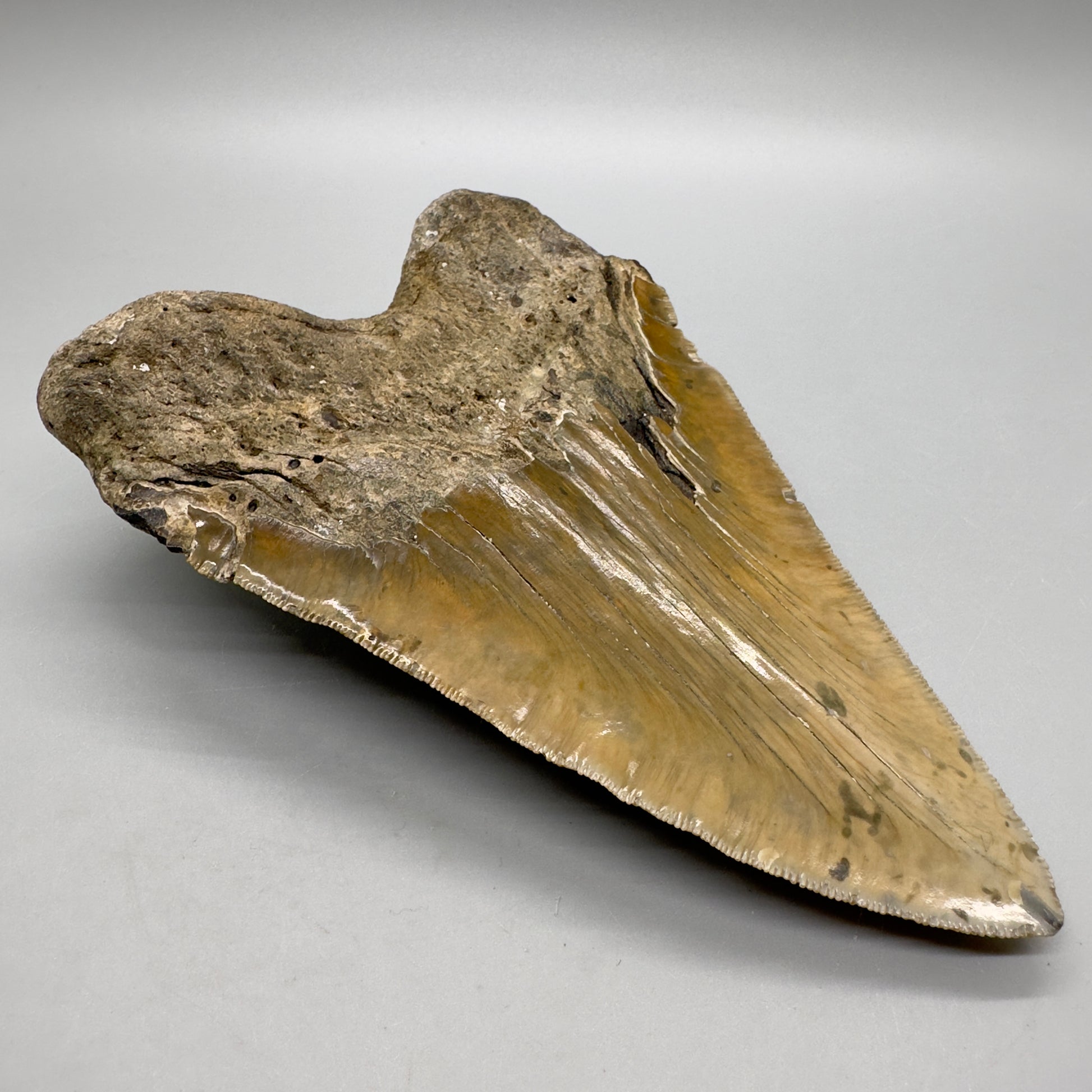 XL Decently Serrated beauty 5.93" Fossil Megalodon Tooth - North Carolina CM4751 - Back left