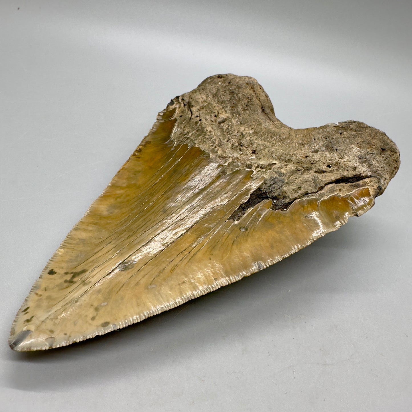 XL Decently Serrated beauty 5.93" Fossil Megalodon Tooth - North Carolina CM4751 - Back right