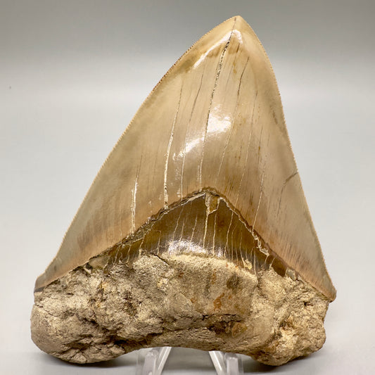 Sharply serrated 5.30" Fossil Megalodon Shark Tooth from West Java, Indonesia CM4753 - Front