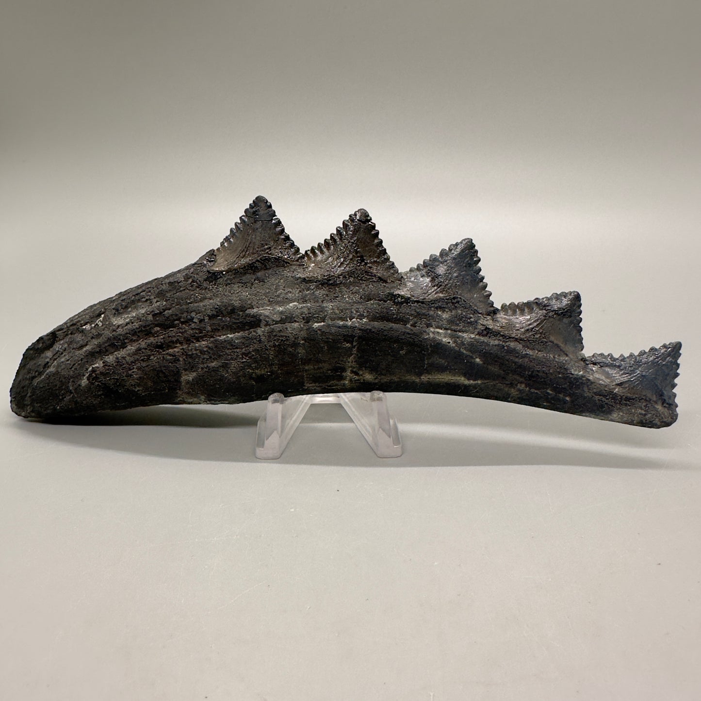 6.68" Fossil Extinct Eugeneodont - Edestus heinrichi shark Jaw, from Southern Illinois - Rare Specimen, 300 million years old R575 - Square photo back