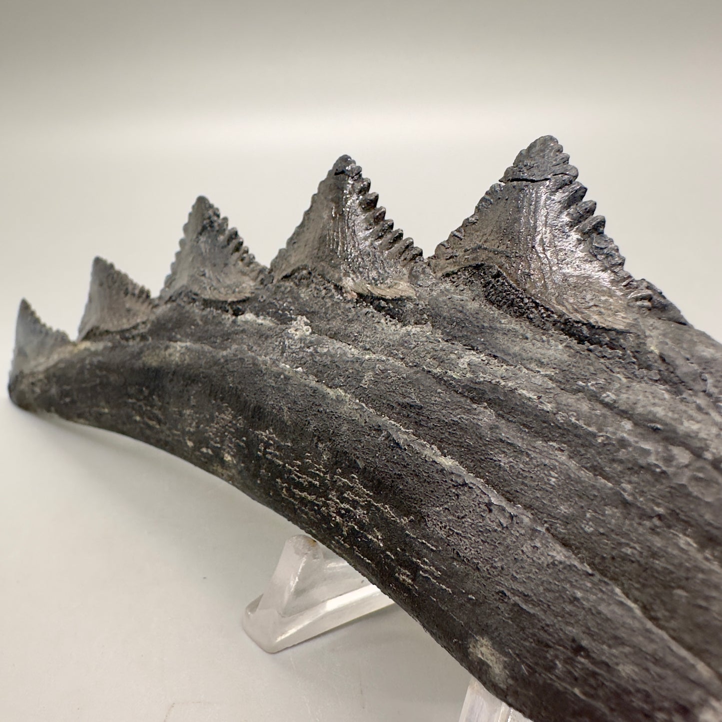 6.68" Fossil Extinct Eugeneodont - Edestus heinrichi shark Jaw, from Southern Illinois - Rare Specimen, 300 million years old R575 - Teeth Detail 1
