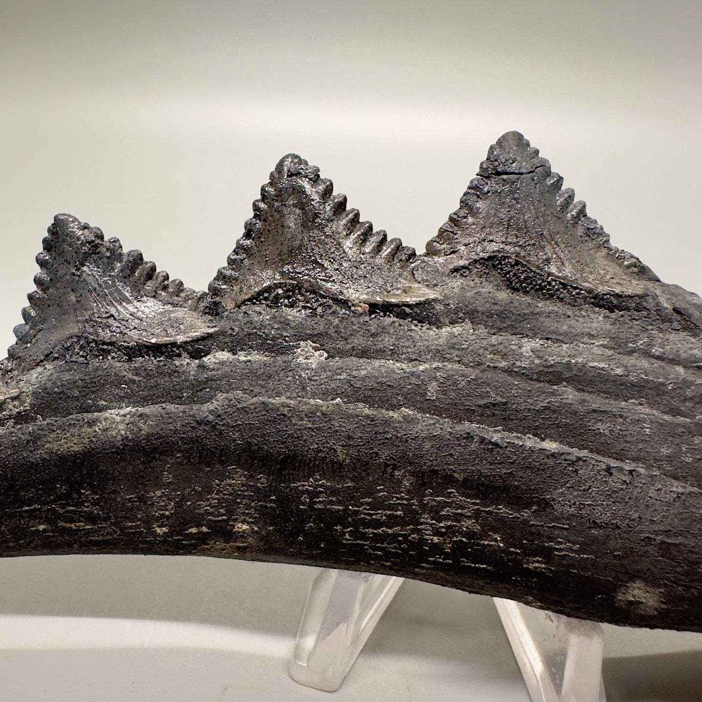 6.68" Fossil Extinct Eugeneodont - Edestus heinrichi shark Jaw, from Southern Illinois - Rare Specimen, 300 million years old R575 - Teeth Detail 2