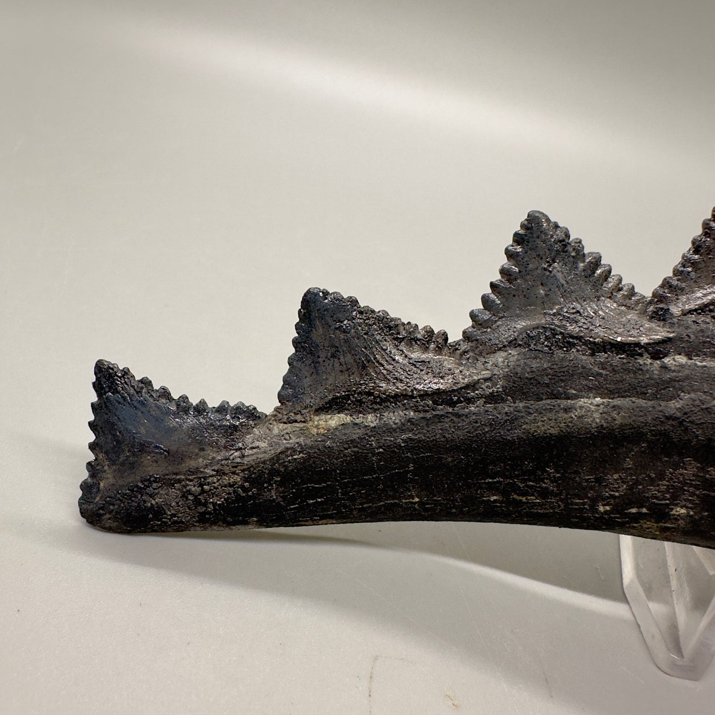 6.68" Fossil Extinct Eugeneodont - Edestus heinrichi shark Jaw, from Southern Illinois - Rare Specimen, 300 million years old R575 - Teeth Detail 3