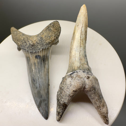 Pair of upper and lower Fossil Extinct Sand Tiger Shark teeth from Russia R573 - Front