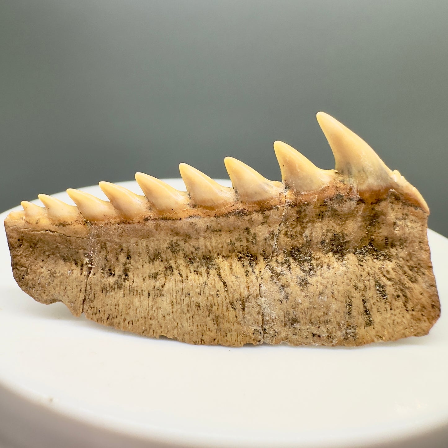 Beautiful 1.60" wide Fossil Hexanchus gigas - Sixgill Cow Shark tooth from Chile R566 - Back
