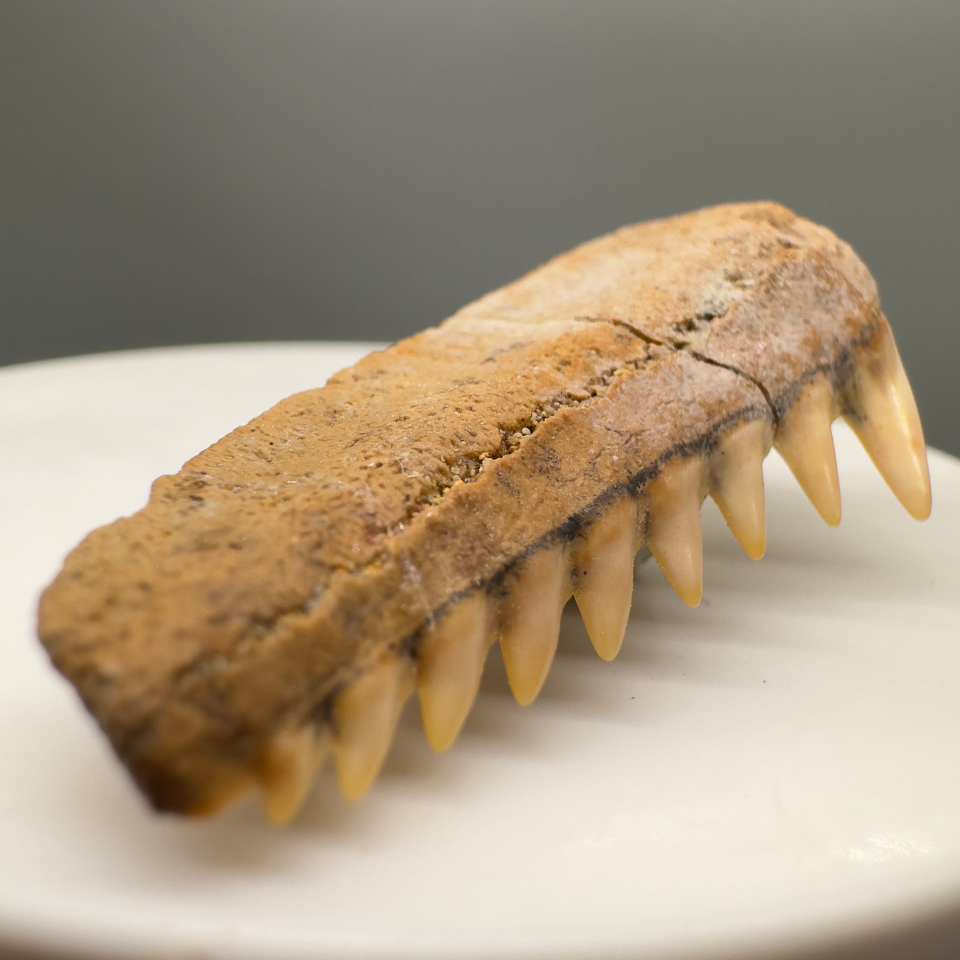 Beautiful 1.60" wide Fossil Hexanchus gigas - Sixgill Cow Shark tooth from Chile R566 - Front left