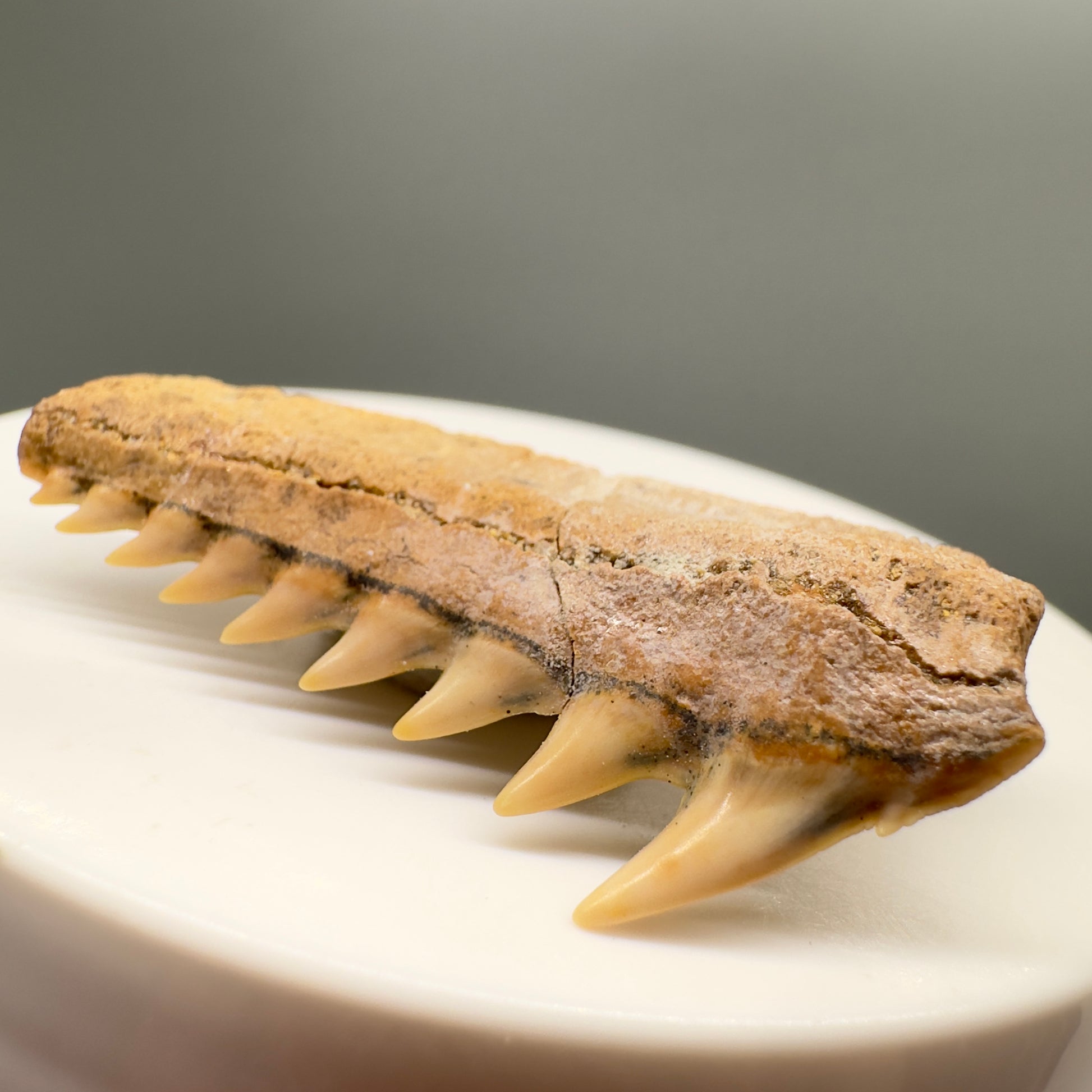 Beautiful 1.60" wide Fossil Hexanchus gigas - Sixgill Cow Shark tooth from Chile R566 - Front right