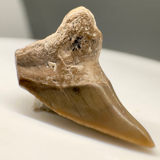 Super Rare 0.64" Fossil Paraisurus macrorhiza Shark Tooth - UK R569 - Front left