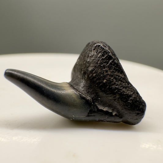 Super RARE 0.70" Fossil Megamouth Shark Tooth from Fernandina Beach, FL R570 - Fronr left