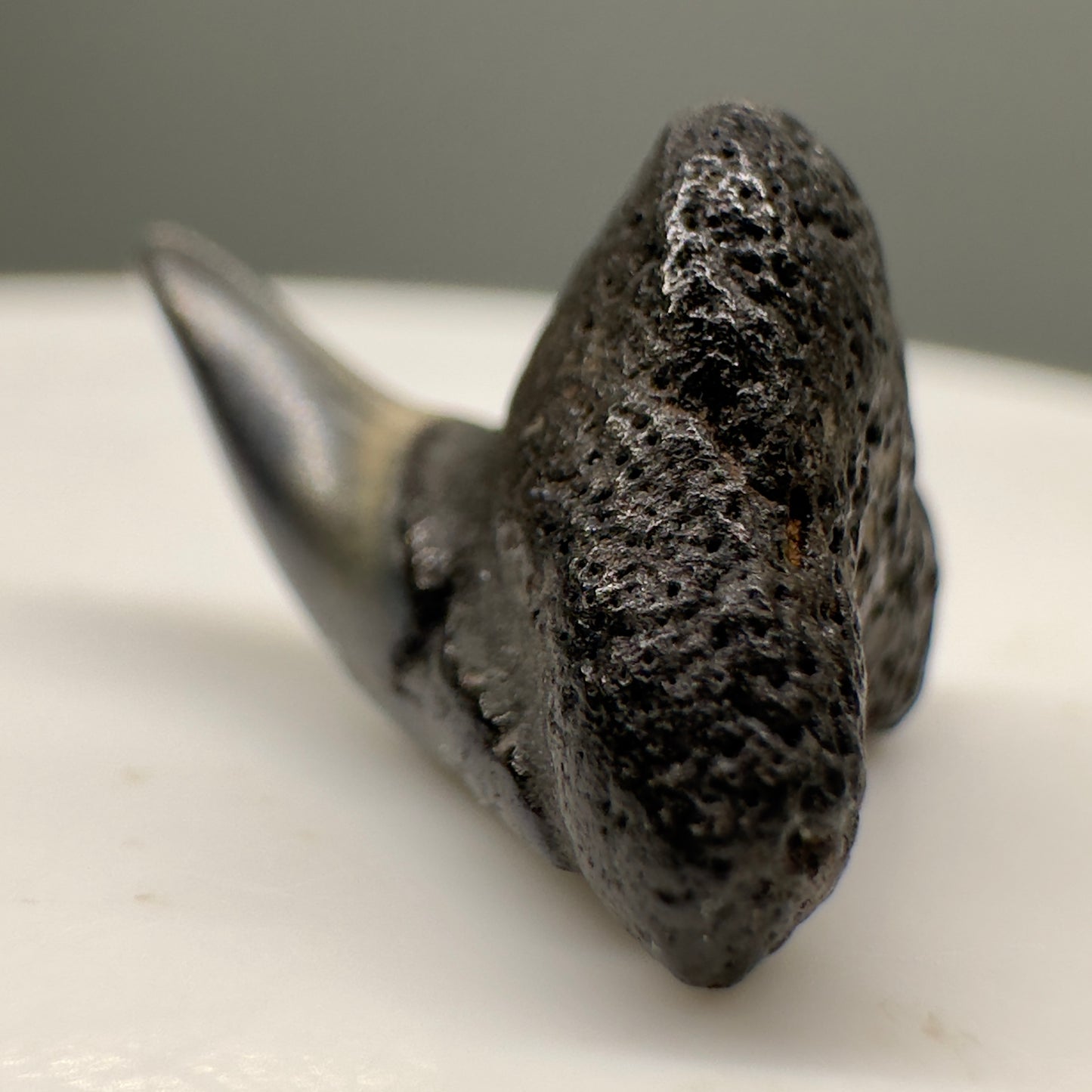 Super RARE 0.70" Fossil Megamouth Shark Tooth from Fernandina Beach, FL R570 - Root detail