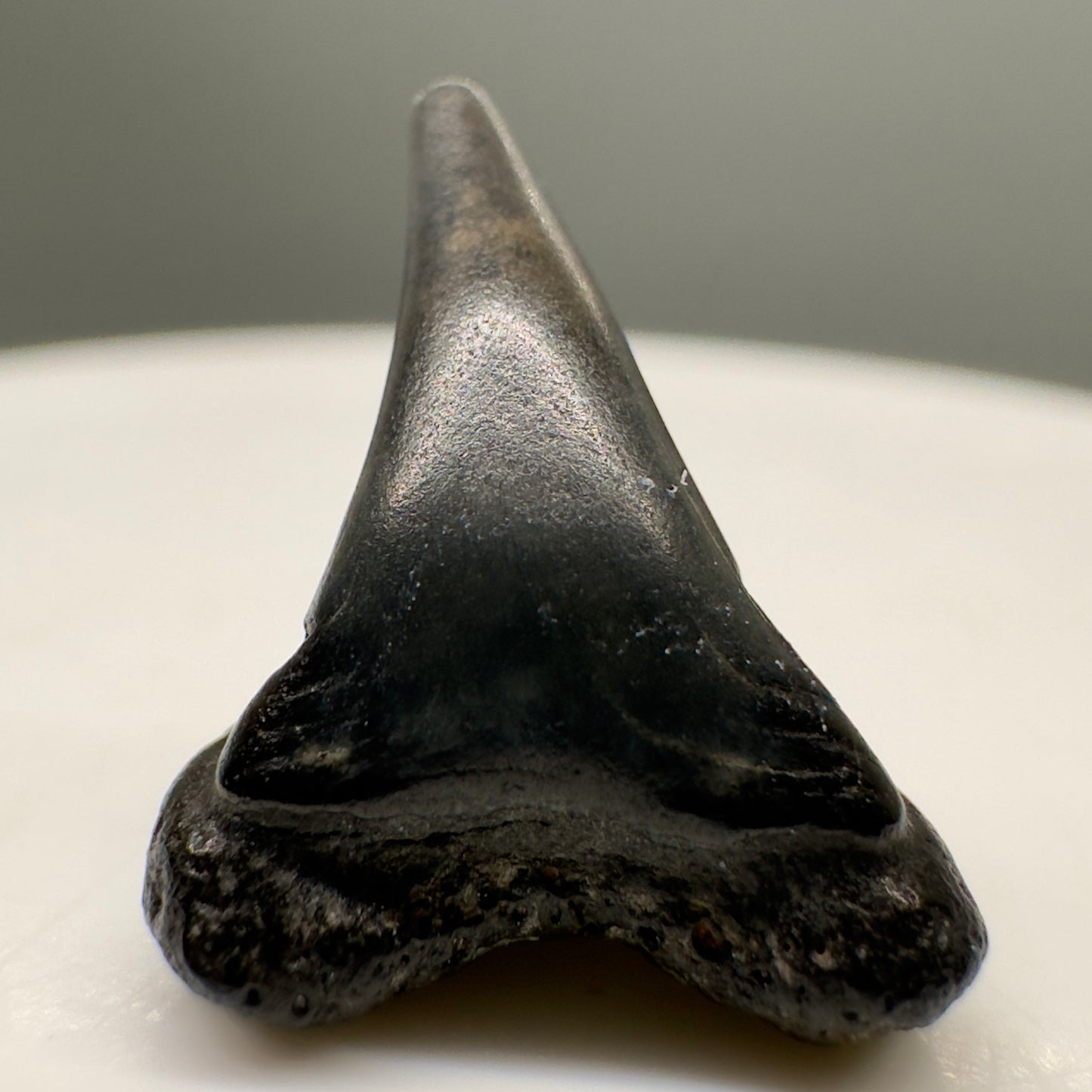 Super RARE 0.70" Fossil Megamouth Shark Tooth from Fernandina Beach, FL R570 - Back