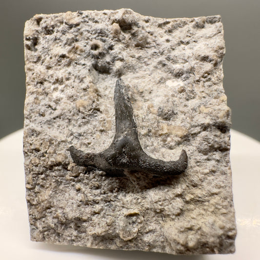 340 million years old - In Matrix Fossil Symmorium sp. - Extinct Stethacanth Shark Tooth from Indiana R565 - Front