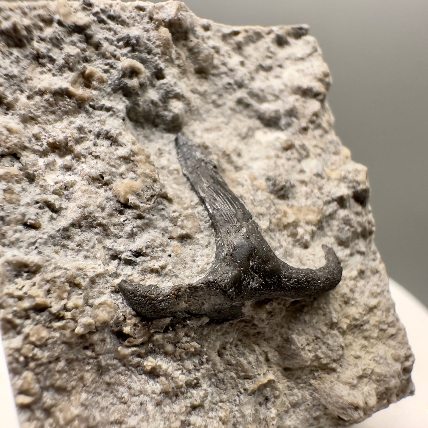 340 million years old - In Matrix Fossil Symmorium sp. - Extinct Stethacanth Shark Tooth from Indiana R565 - Front left