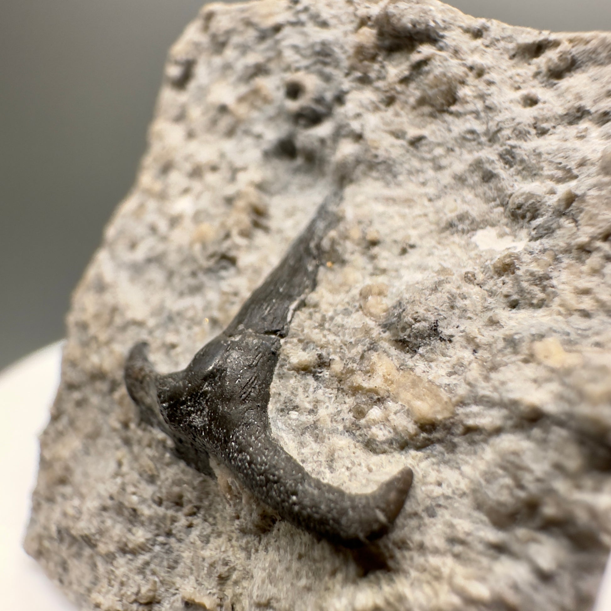 340 million years old - In Matrix Fossil Symmorium sp. - Extinct Stethacanth Shark Tooth from Indiana R565 - Front right